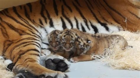 Cute 3 Siberian Tiger Cubs Born At The Milwaukee County Zoo
