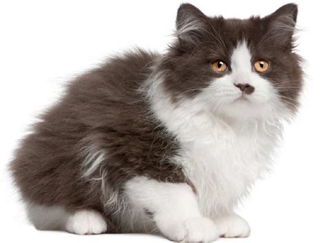 Black black with white, blue blue with white. The Siberian Cat - Cat Breeds Encyclopedia