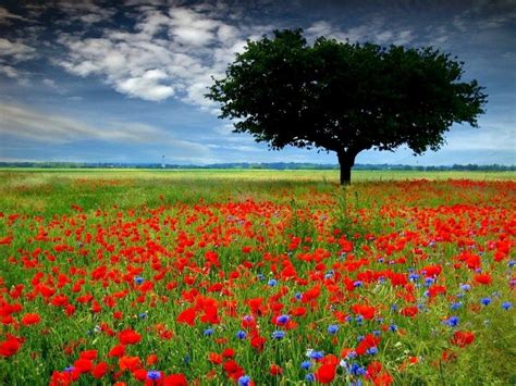 Arbusto o albero di altezza (cm). Paesaggio con Albero Solitario | Papaveri rossi, Fiori di campo, Fiori di papavero