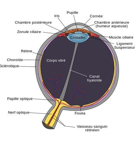 Anatomie De Loeil Schéma