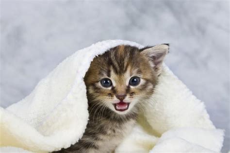 Top 20 Cat Pfp Ideas To Try On Tiktok Skabash