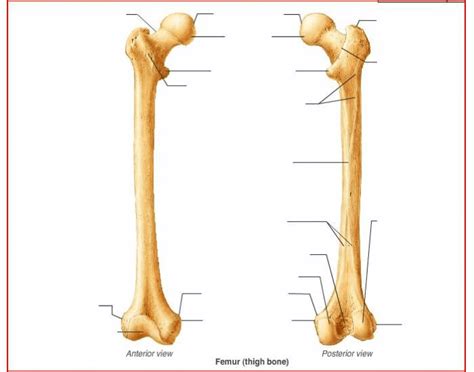 Leg skeletal anatomy medlineplus medical encyclopedia image from medlineplus.gov. Femur Bone Parts