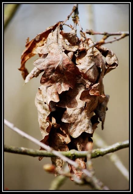 Leaf Cocoon Flickr Photo Sharing