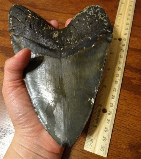 Megalodon Tooth Kit Megalodon Tooth Shark Teeth Kit Shark Tooth