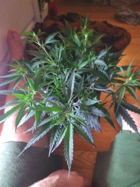 This is just showing you a florescent t12 room setup, any questions feel free to ask. My first grow simple and cheap | Grasscity Forums - The #1 ...