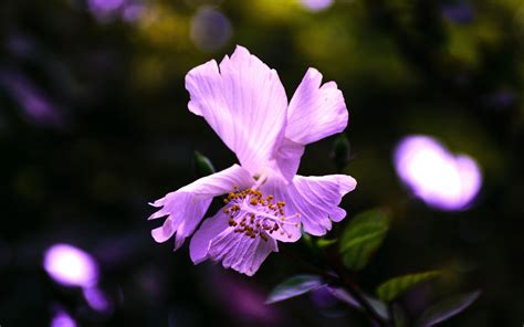 Download Wallpaper 3840x2400 Hibiscus Flower Violet 4k