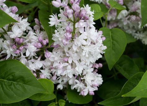 Common lilac beauty moscow odnosi się do pierwszej grupy białych bzów. All About Lilacs - Sheridan Nurseries