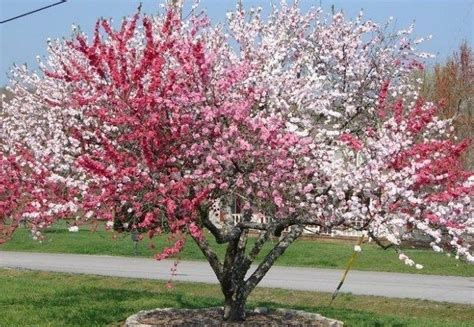 The Amazing Tree Of 40 Fruit Peach Trees Trees To Plant Plants