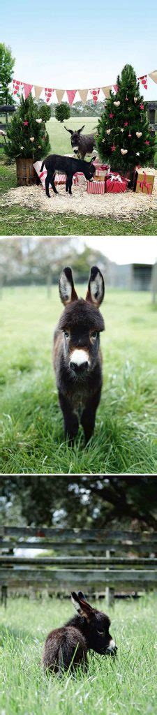 15 Funny And Cute Baby Donkeys