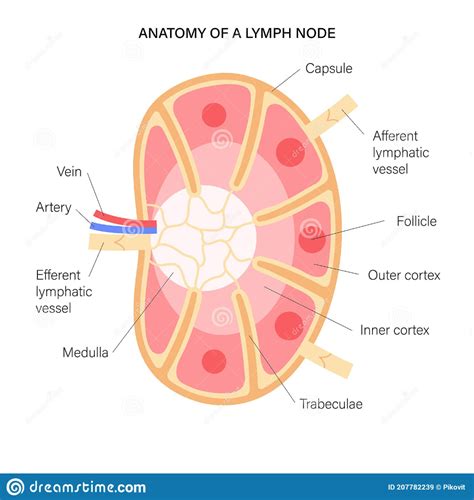 Lymph Node Anatomy Illustration About Vascular Nervous Follicle