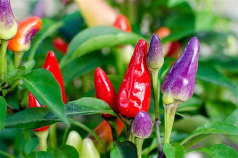 Bolivian Rainbow Pepper Guide: Heat, Flavor, Uses - PepperScale