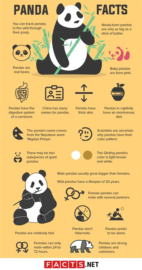 50 Giant Panda Facts That You Never Knew About