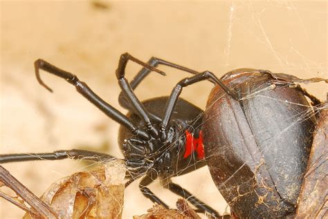 Черная вдова лат Latrodectus Mactans