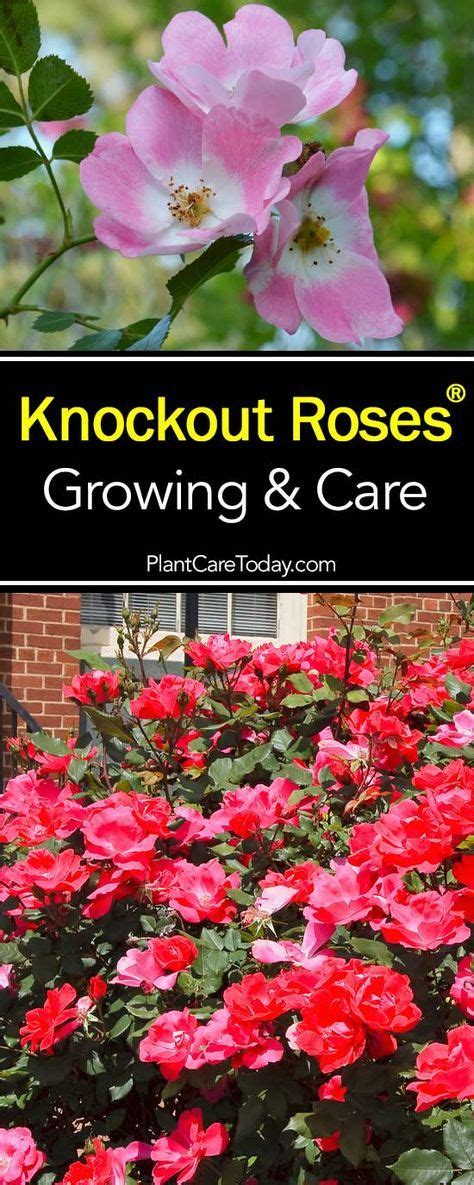Knockout Roses Care 5 Smart Tips For Growing Beautiful Knock Out Ro