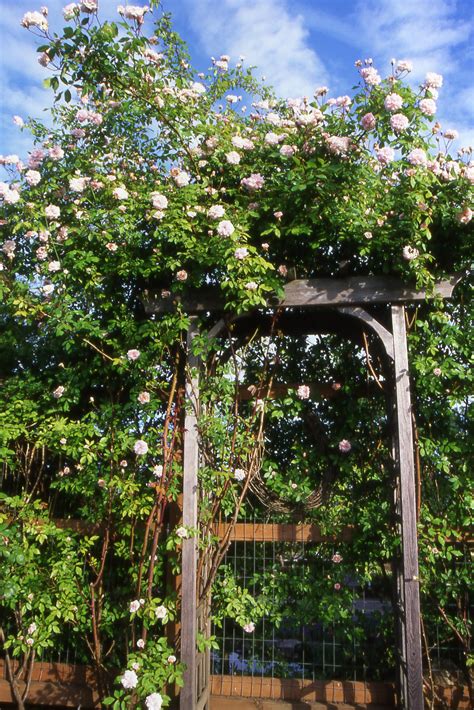 From that vision, grow portland: The Rose Garden features nearly 40 rose varieties ...