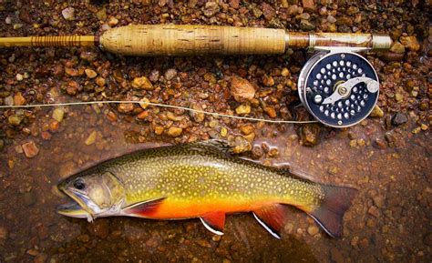 Beautiful Brook Trout Fly Fishing Fish Fly Fishing Flies Trout