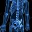 Human Skeletal System Artwork  Stock Image F010/5793 Science