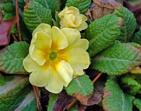 Not Really Wild But A Beautiful Primrose Blooming At 36 Degrees F