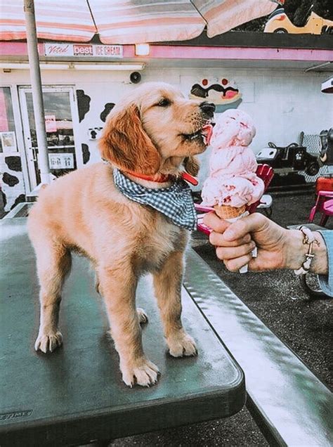Includes sit, stay, heel, come, crate, leash, socialization, potty training and how to eliminate bad habits. Golden Retriever Puppy Training Near Me - Animal Friends