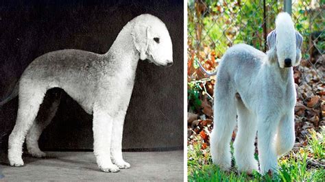 The Rarest Dog In The World