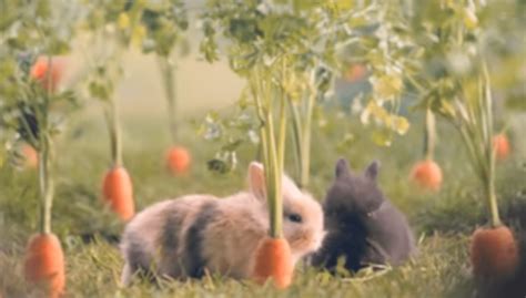 polonia pide a sus ciudadanos que se reproduzcan como conejos