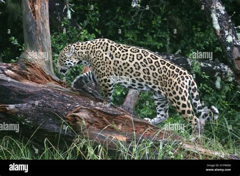 Jaguar Wild Cat Stock Photo Alamy
