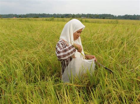 كمنترين كصيحتن) adalah salah satu kementerian yang diwujudkan di bawah kerajaan malaysia. Kementerian pertanian dan business buah buahan tempatan ...