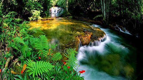 Waterfall Stream On Rock Surrounded By Green Trees In Jungle Hd Jungle