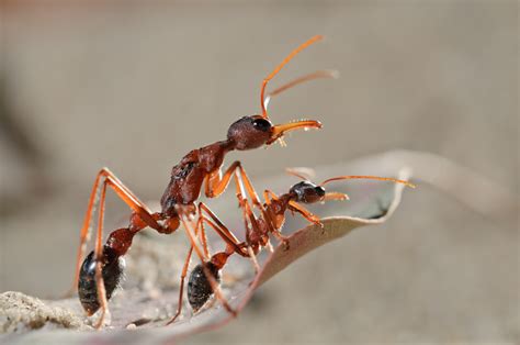 Mutter Und Tocher Myrmecia Nigriceps Naturbild Galerie Ameisen