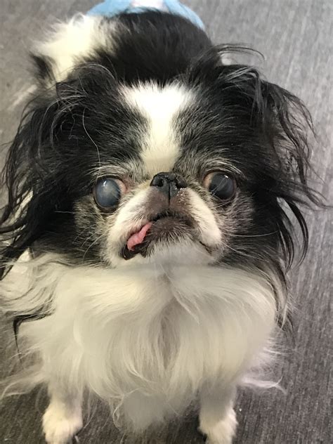 Millie 's Happy Tails Dog Adoption Story - August 2020 | Petfinder