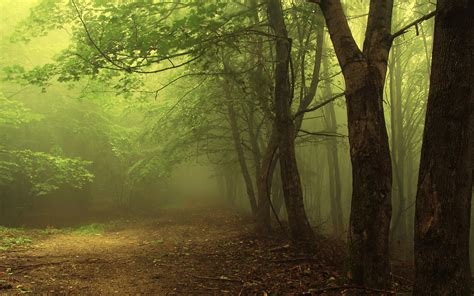 Misty Forest Road Wallpapers Wallpaper Cave