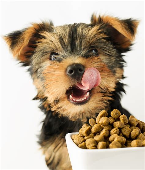 Curious if your dog will like happy dog food? Home made training treats for happy dogs - Totally Dog ...