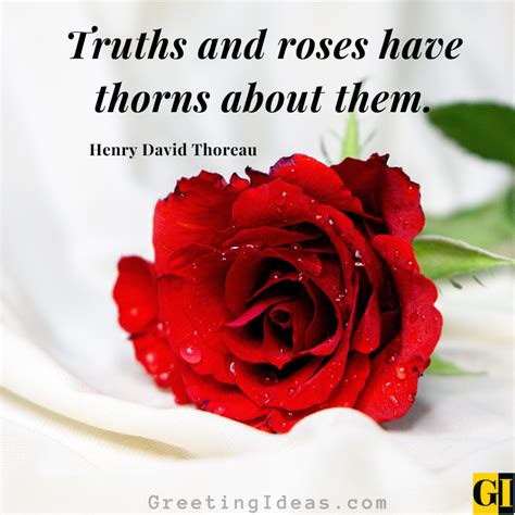 80 Deep Roses Quotes On Beauty Love And Thorns