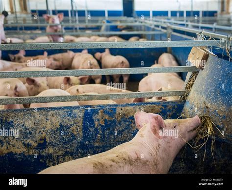 Pigs Hay Feeding 4 Stock Photo Alamy