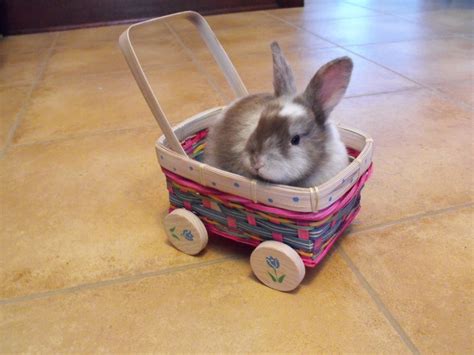 Homemade Rabbit Toys Wordpress Blog