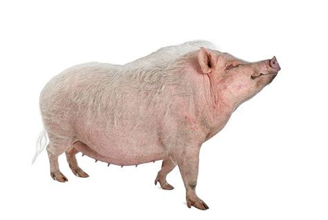 Best Big Fat Pigs Stock Photos Pictures And Royalty Free Images Istock