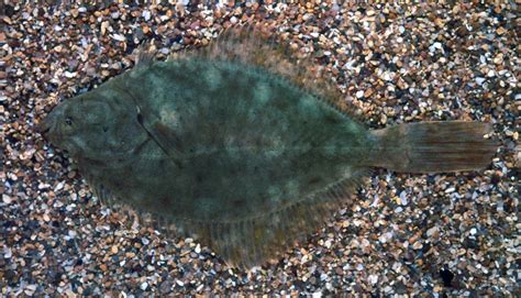 Flounder Flatfish Bottom Dwelling Marine Britannica