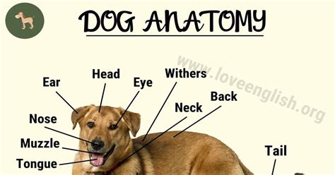 The Anatomy Of A Dogs Body And Its Corresponding Parts Are Shown In