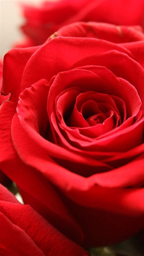 Follow the vibe and change your wallpaper every day! red roses - /scenic/wallpaper/phone_wallpaper/red_roses.jpg.html