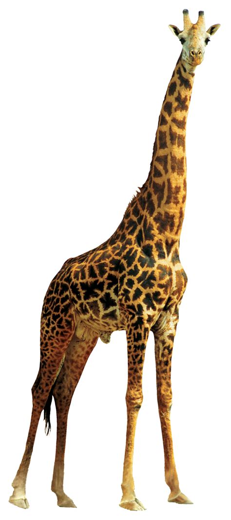 Girafa Png Clipart Png Mart