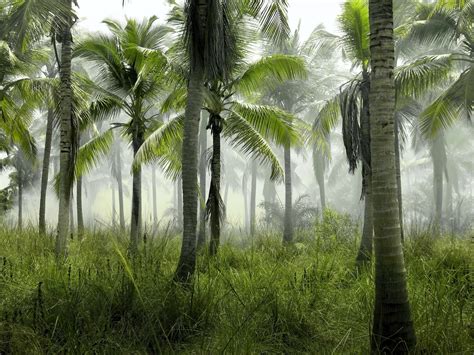 Clima Tropical Húmedo Características Flora Fauna Y Adaptabilidad