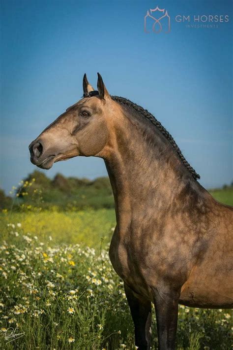 Download movie buckskin (2021) in hd torrent. Pin by Karen Zorn on Color - Dun & Buckskin in 2021 ...