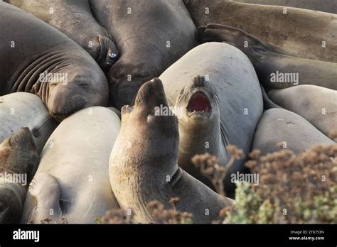 Elephant Seals Beached At San Simeon Known As Piedras Blancas Elephant