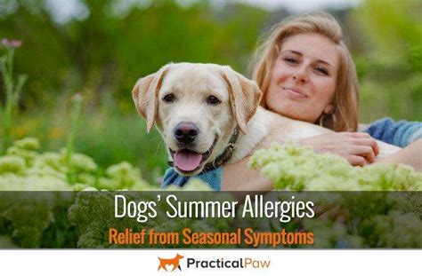 Dogs Summer Allergies Relief From Seasonal Symptoms Practical Paw