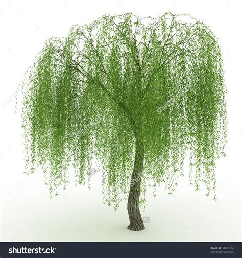 Search 123rf with an image instead of text. Babylon weeping willow clipart 20 free Cliparts | Download ...