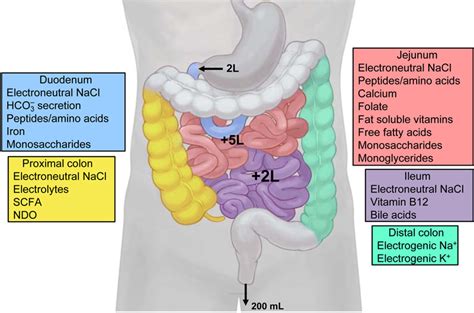 Anatomy And Physiology Of The Small Bowel Semantic Scholar
