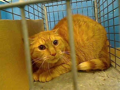 This posable orange tabby cat loves to snuggle when she's not playing with her striped toy mouse, which attaches to her mouth with a magnet. TO BE DESTROYED 5/16/13 Brooklyn Center NYC ACC MISSE. ID ...