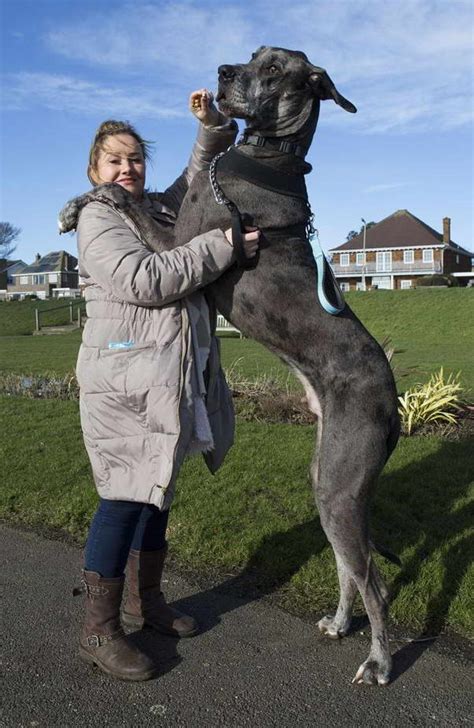 The humane society of the united states assisted the wolfeboro police department in the rescue of 84 great danes from a suspected puppy mill in wolfeboro. Great Dane Dog Size | PETSIDI