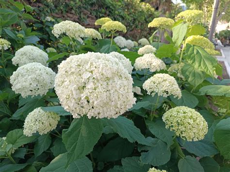 Hydrangea Arborescens Incrediball O Strong Annabelle