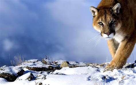 Download Animal Cougar Hd Wallpaper